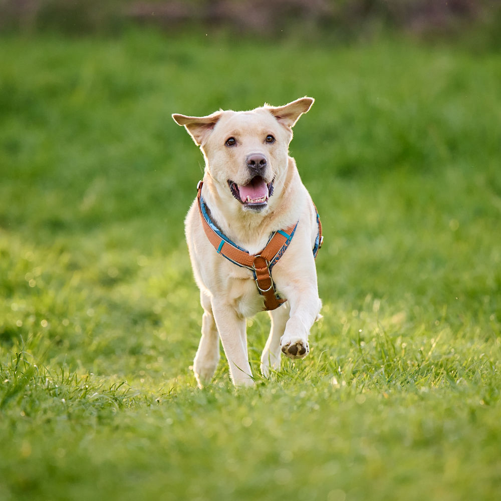 hundeschule-dogbond-oesterreich-gleisdorf Hund rennt auf Wiese
