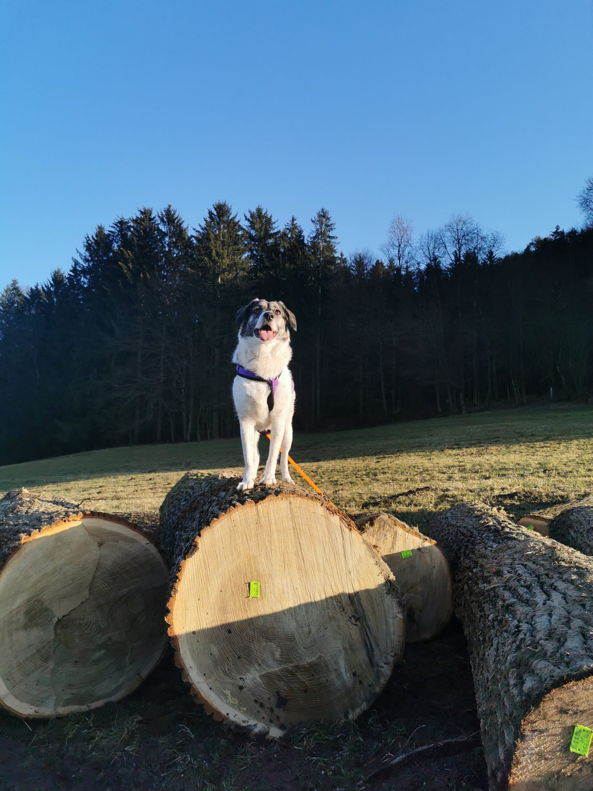 Hund rennt auf Wiese